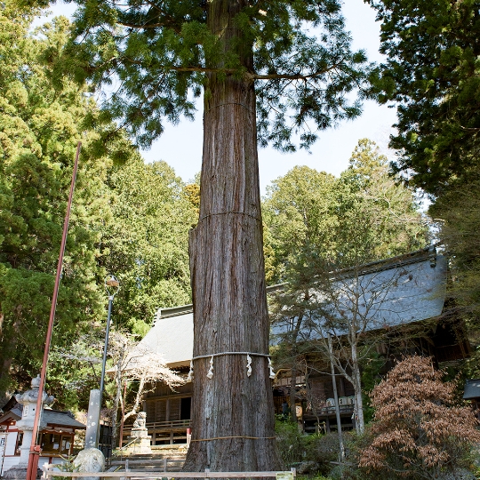①御璽（みしるし）杉