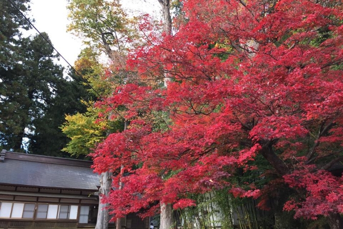 土俵横のもみじ