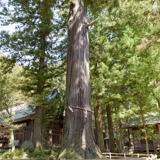 ③齢鶴（れいかく）杉