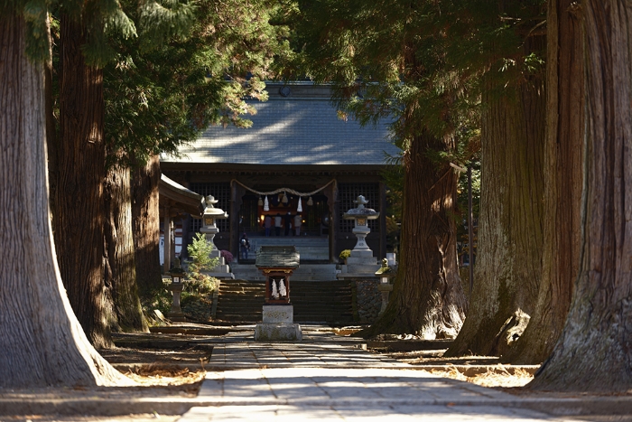 参道の杉並木